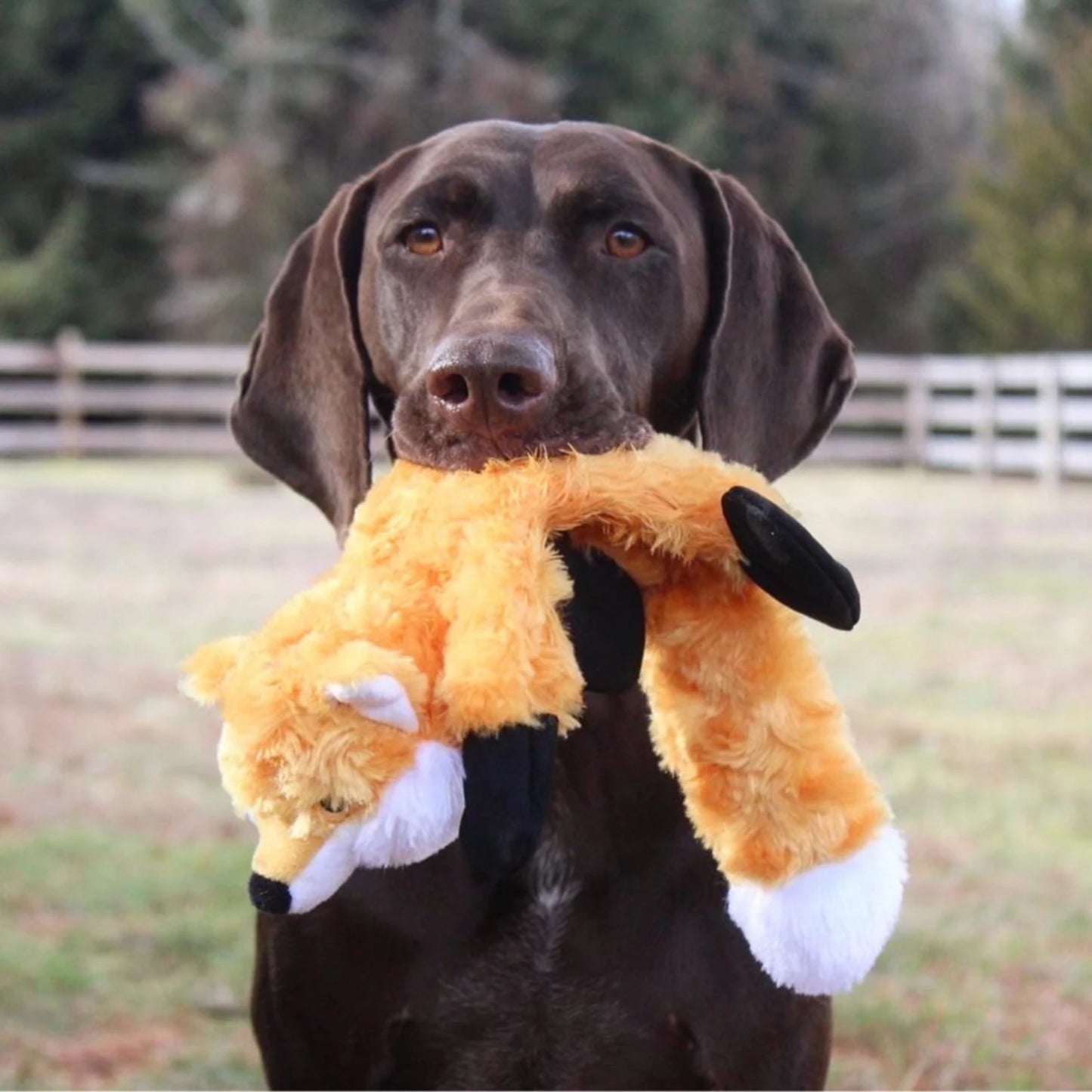 Orvis Customer Favorite -Stuffless Fox Dog Toy