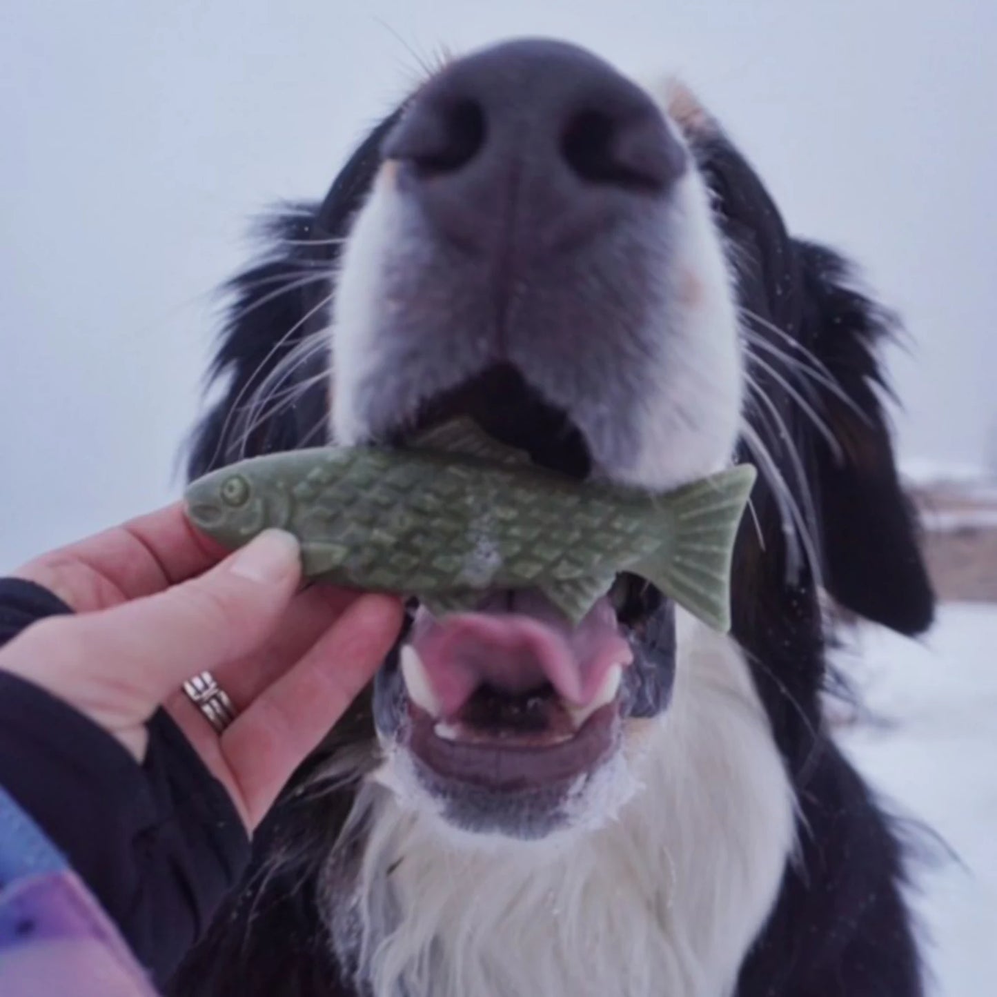 Orvis Best Seller - Breedwise Trophy™ Dog Dental Chews