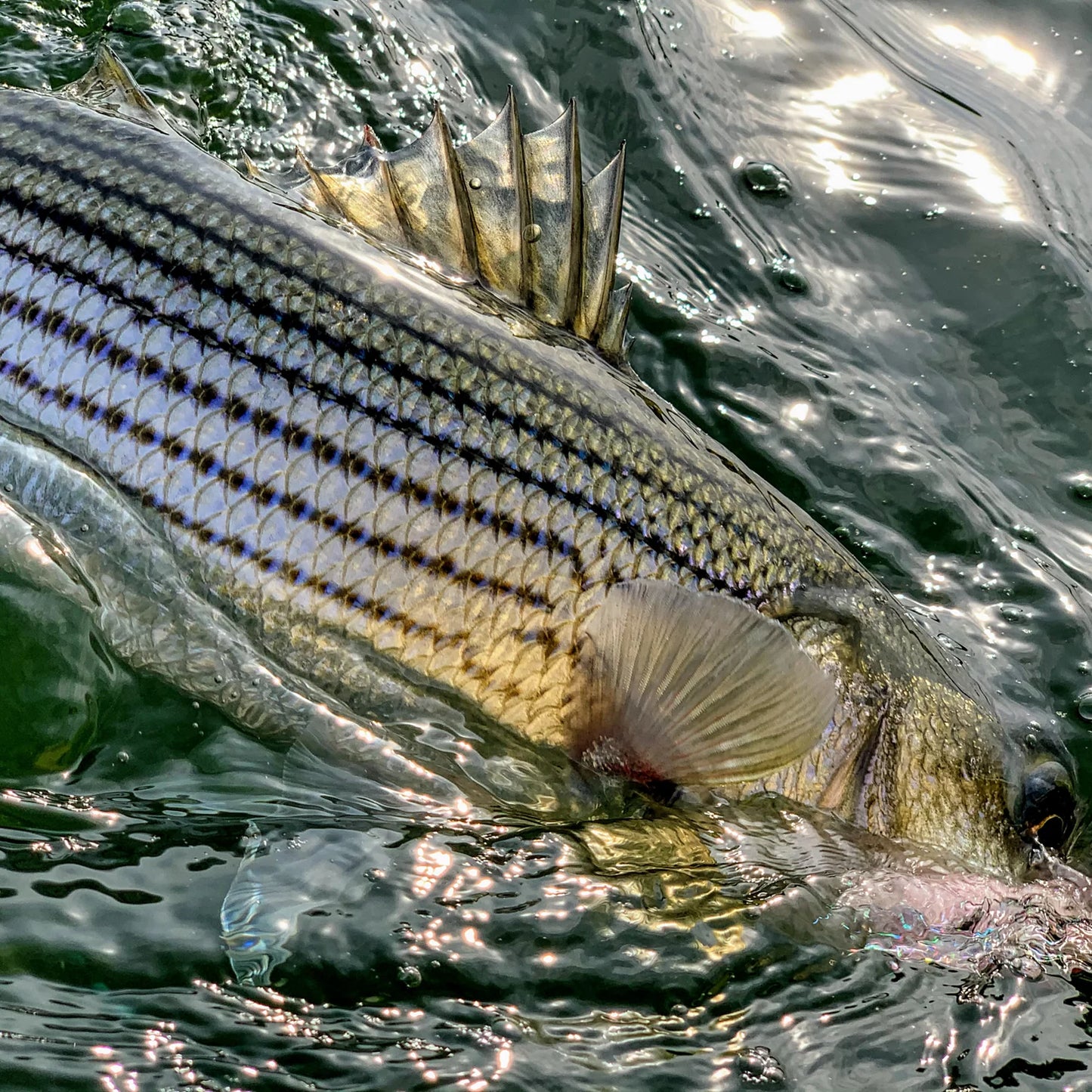 Orvis Best Seller - Dowell Maryland 2-Day Combination Fly Fishing School - Chesapeake Bay