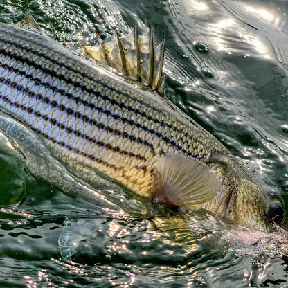 Orvis Best Seller - Dowell Maryland 2-Day Combination Fly Fishing School - Chesapeake Bay