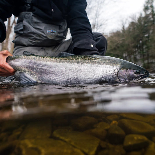 Orvis Special Offer - Orvis Steelhead School At Tailwater Lodge Altmar, NY