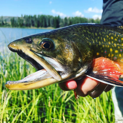 Orvis Customer Favorite -Trout School At Falcon's Ledge, Utah