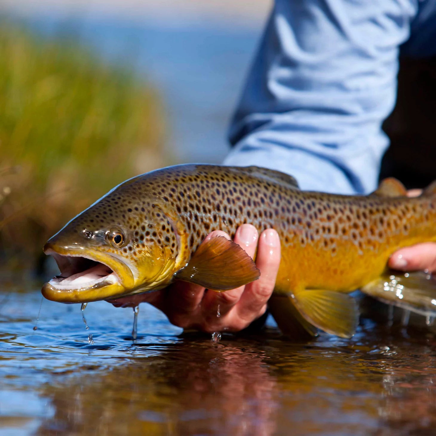 Orvis Customer Favorite -Trout School At Falcon's Ledge, Utah