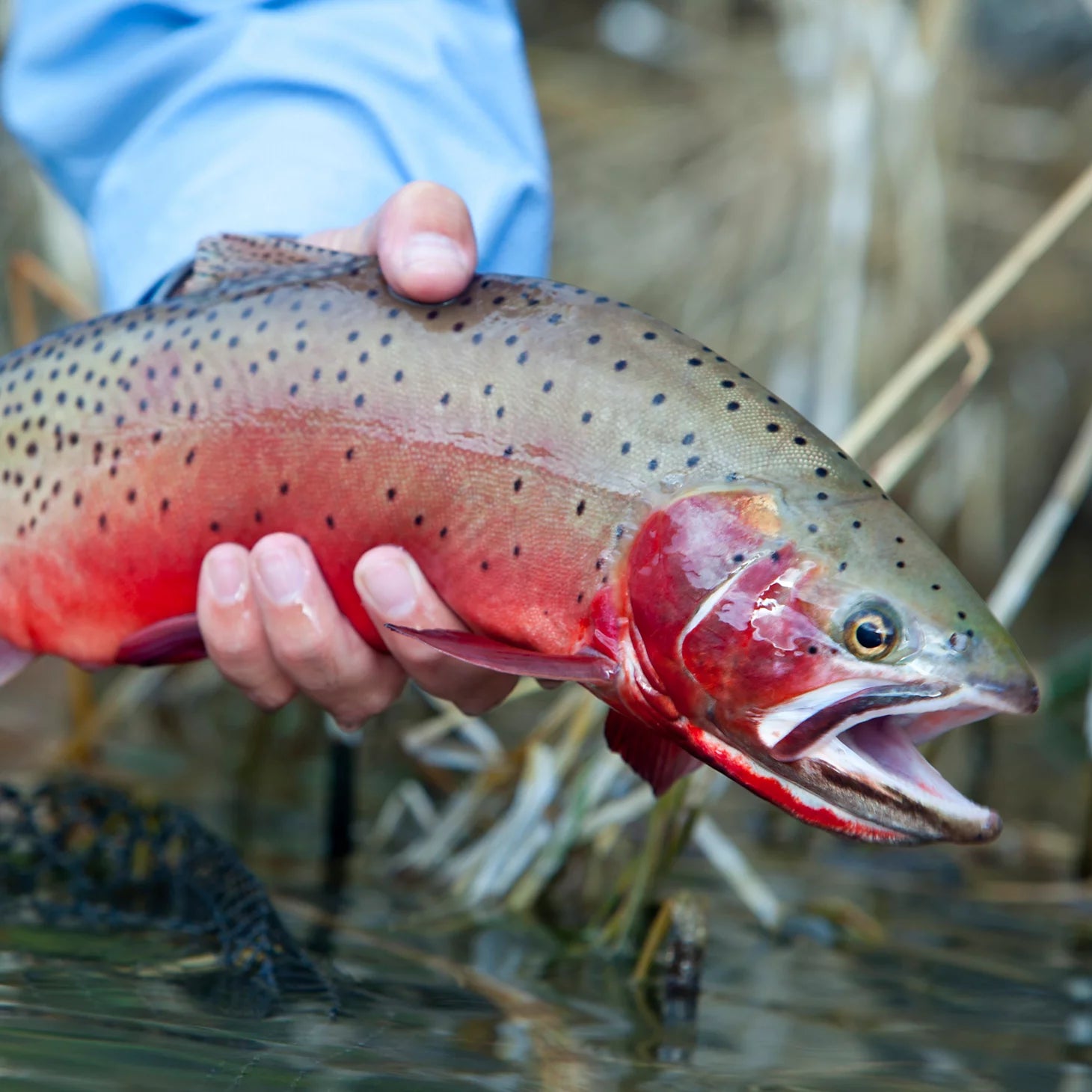 Orvis Customer Favorite -Trout School At Falcon's Ledge, Utah