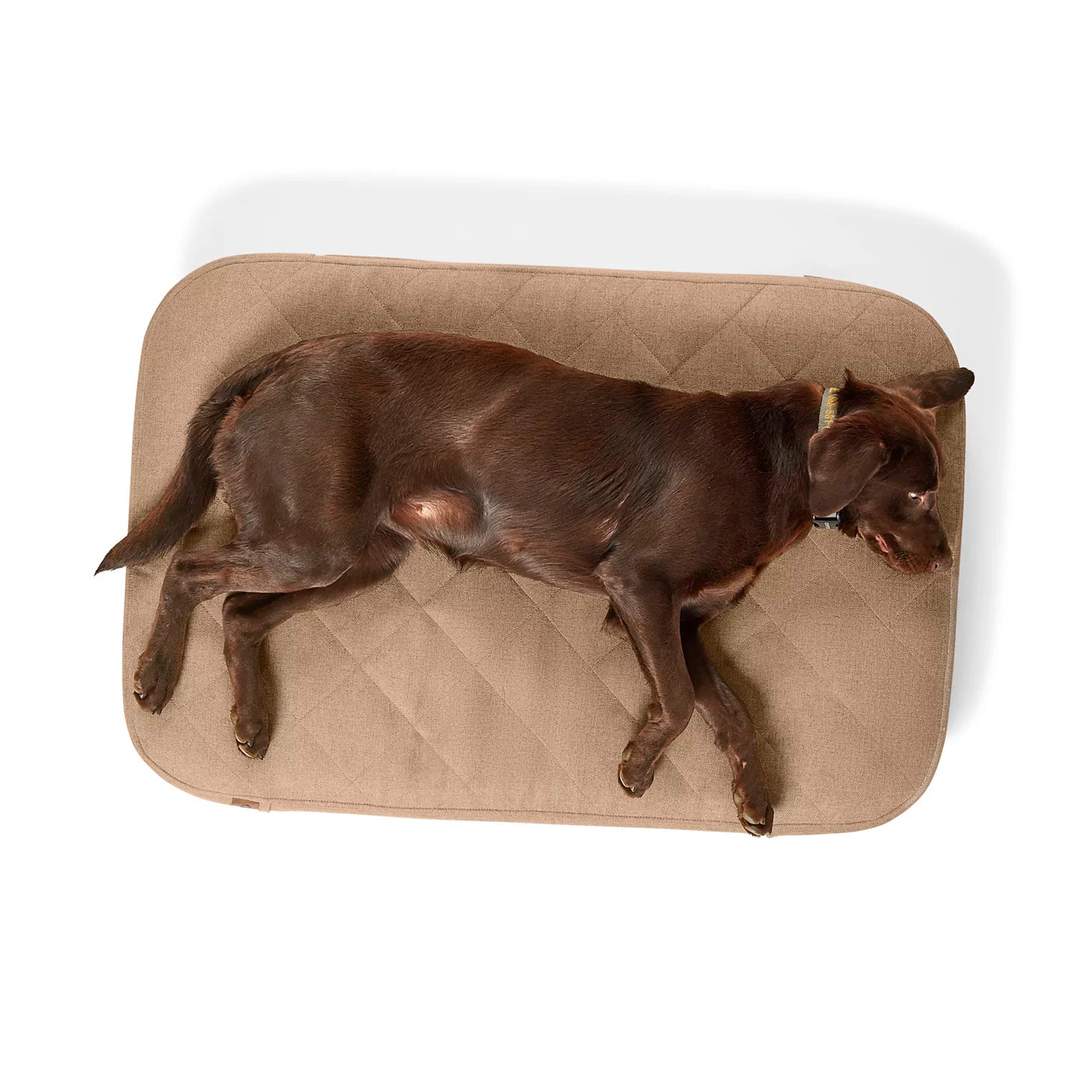 Orvis Great Deal - Orvis RecoveryZone® ToughChew® Lounger Dog Bed