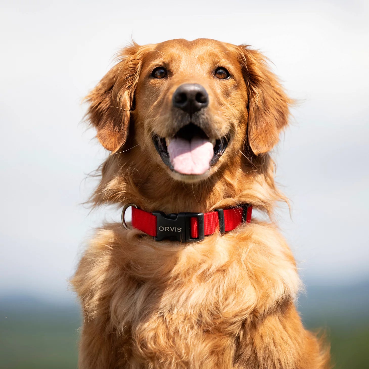 Orvis Best Seller - Personalized Side-Release Buckle Collar