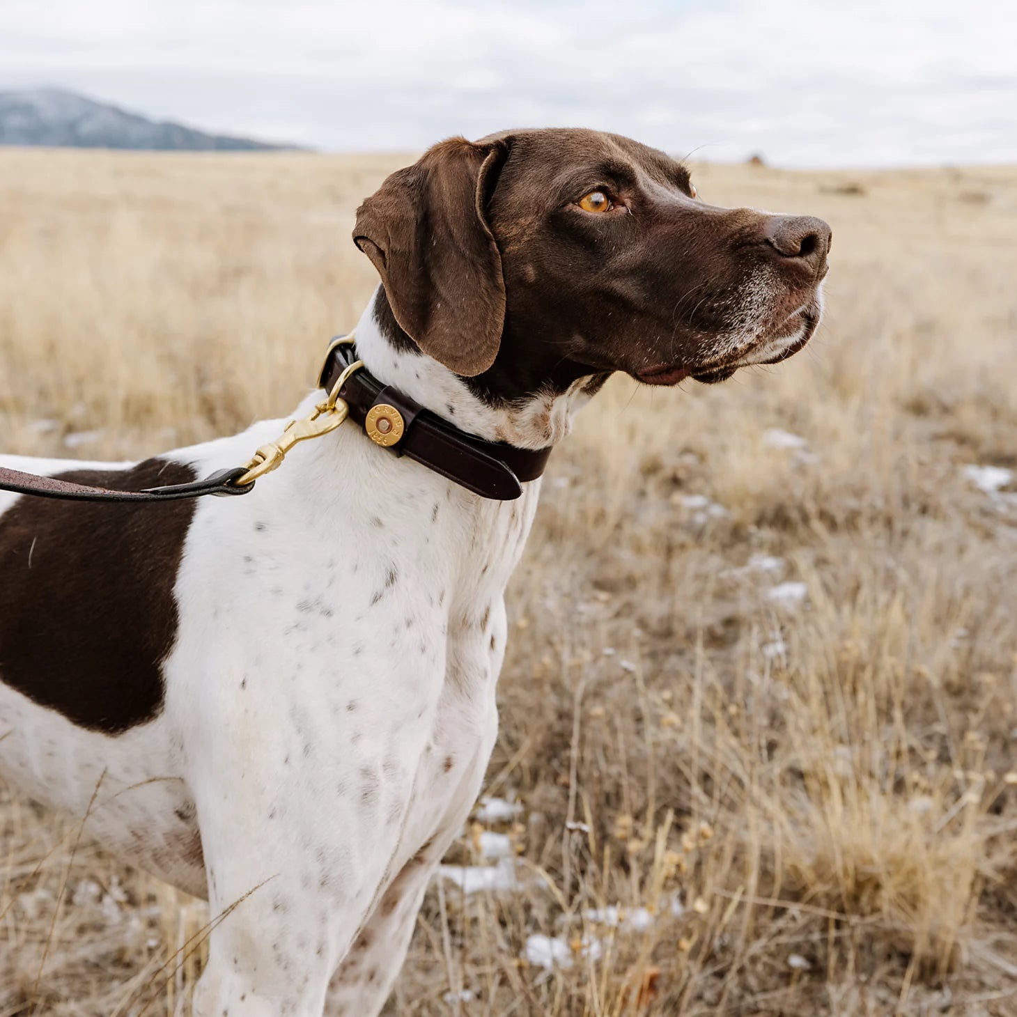 Orvis Limited Edition -Shotshell Dog Collar