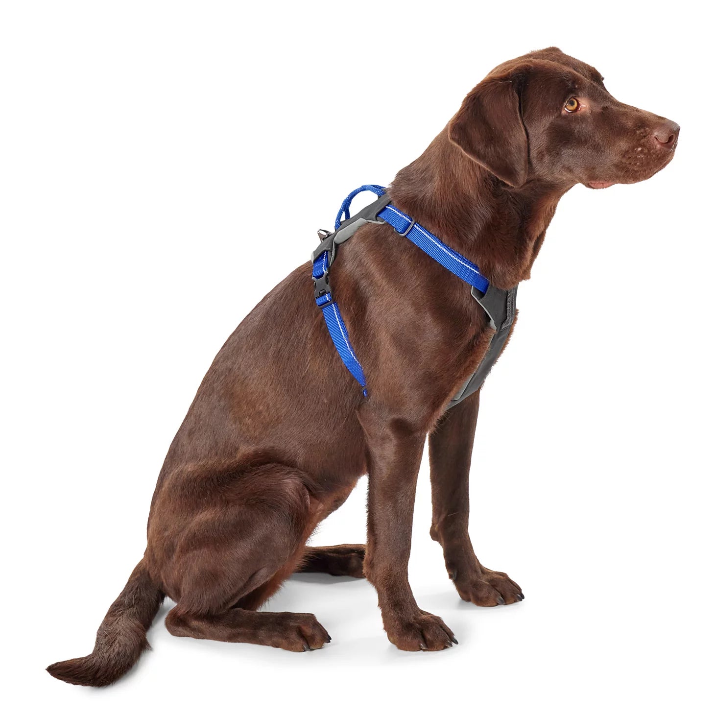 Orvis Popular Choice - Tough Trail® Four-Point Dog Harness