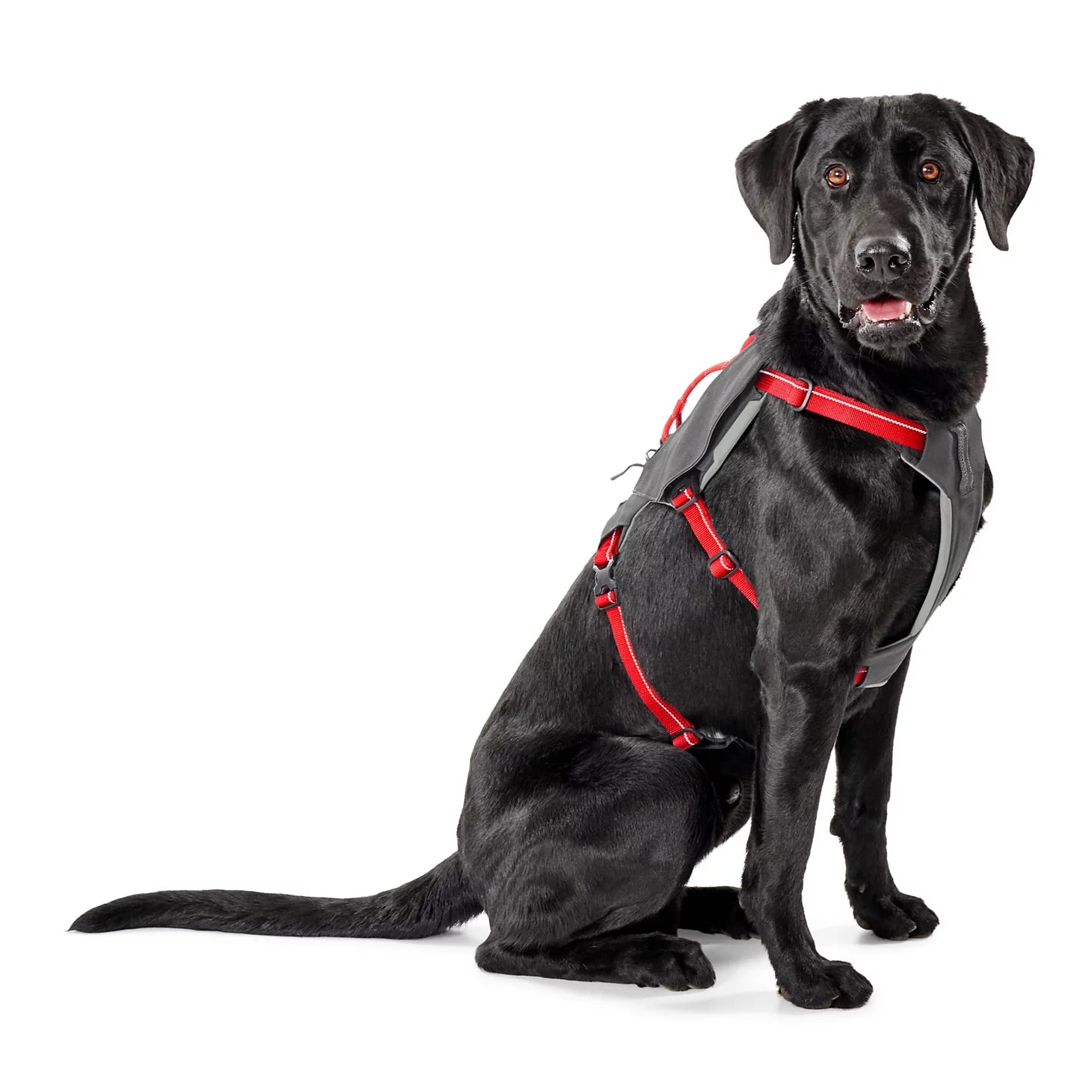 Orvis Best Seller - Tough Trail® Six-Point Dog Harness