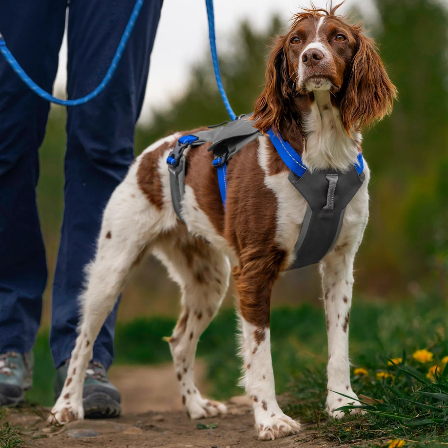 Orvis Best Seller - Tough Trail® Six-Point Dog Harness