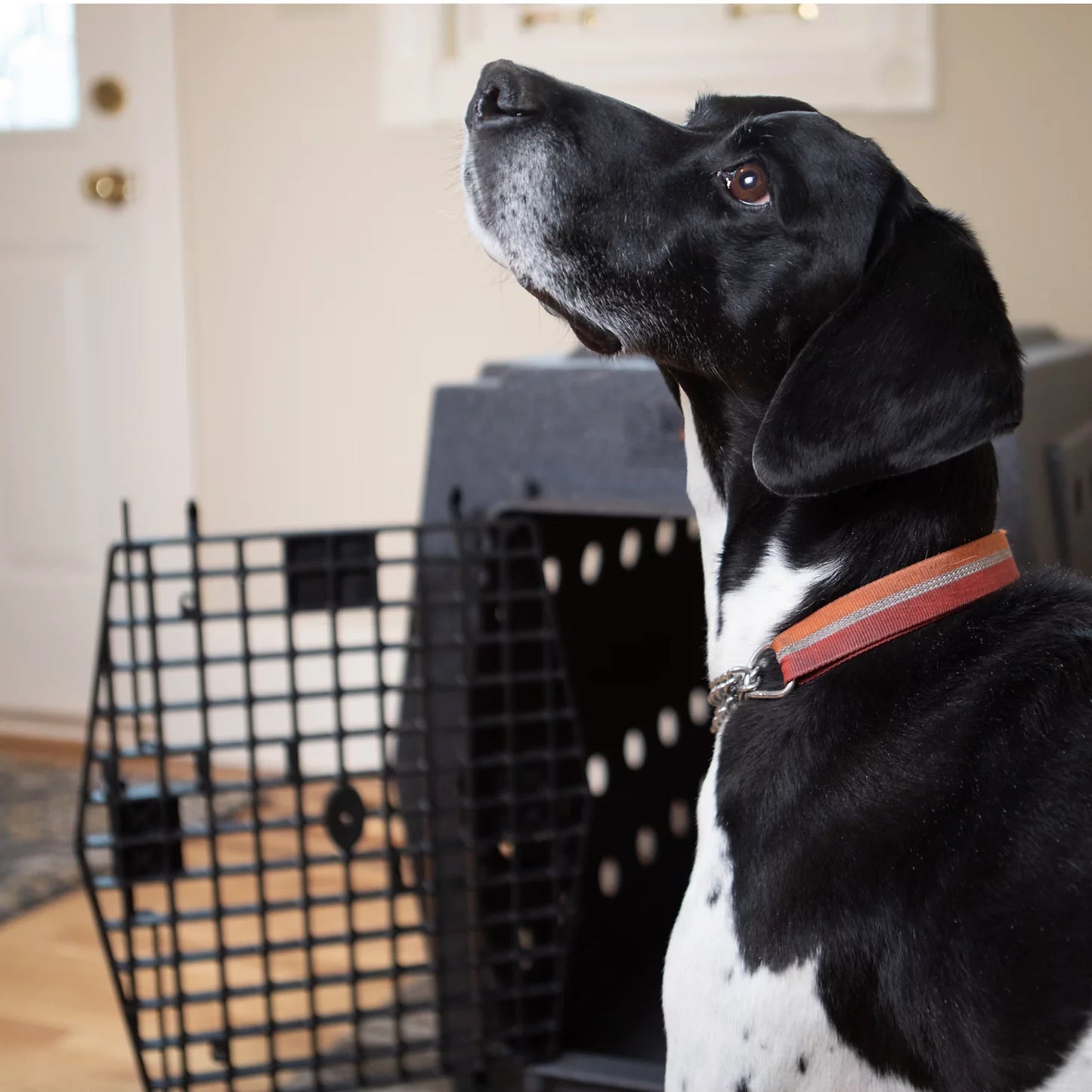 Orvis Customer Favorite -Ruff Land™ Performance Dog Kennel