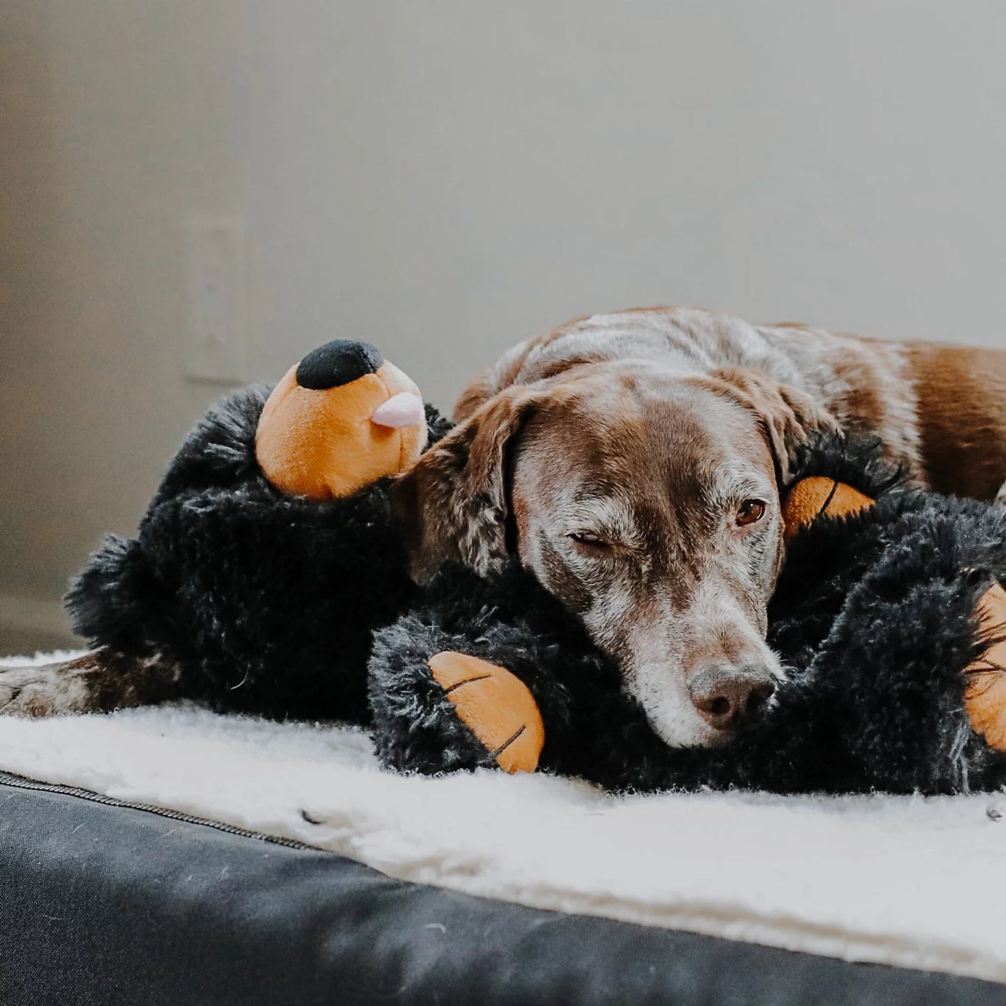 Orvis Budget Friendly - Black Bear Rope Dog Toy