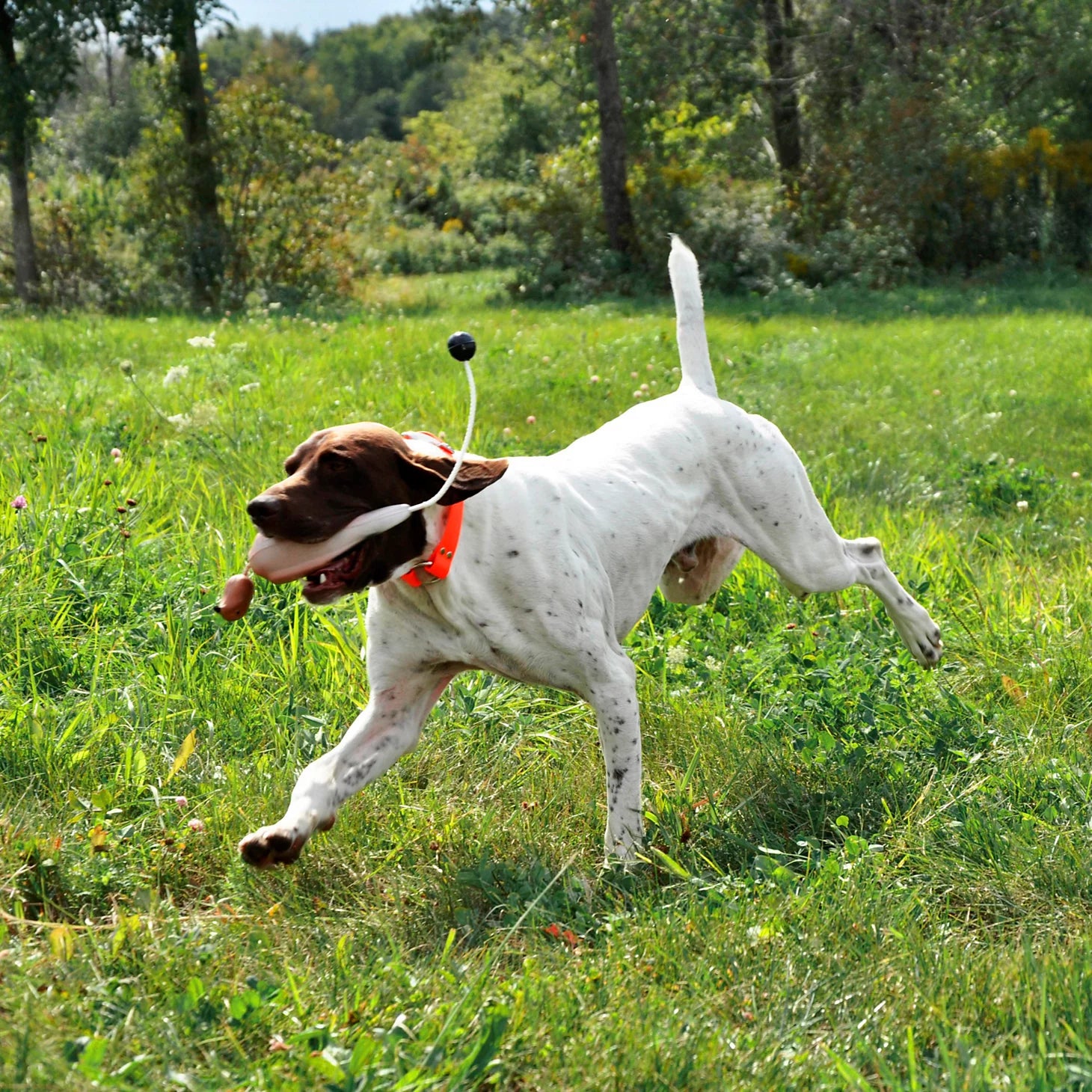 Orvis Featured - Game-Bird Training Dummy