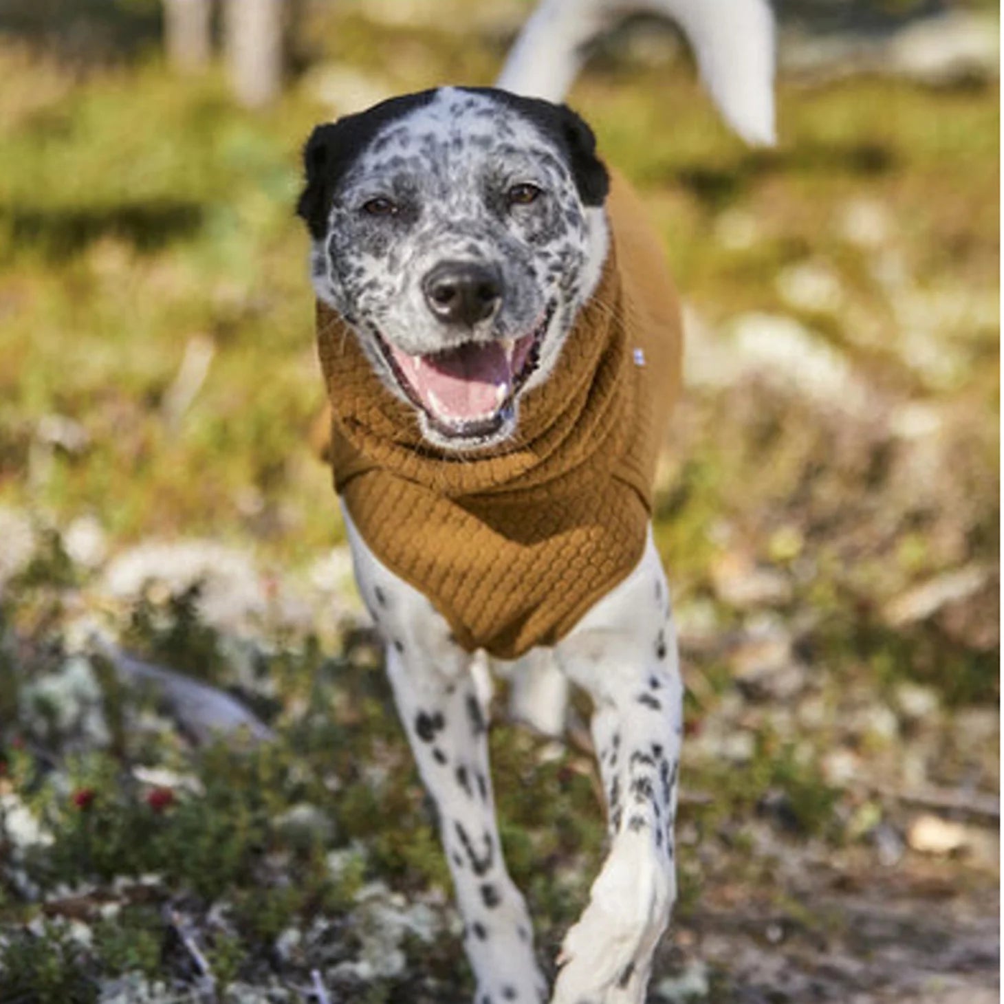 Orvis Customer Favorite -Hurtta Warming Midlayer Eco Dog Jacket
